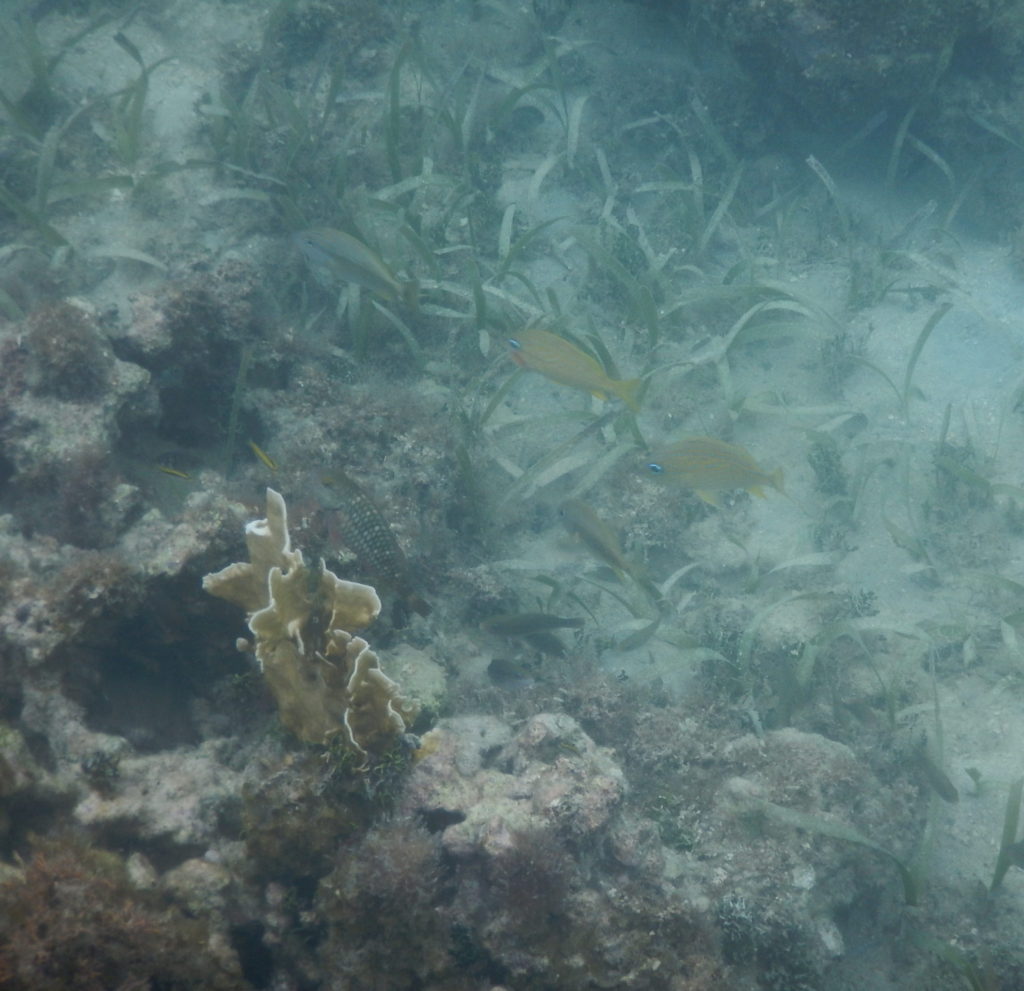 snorkeling spots