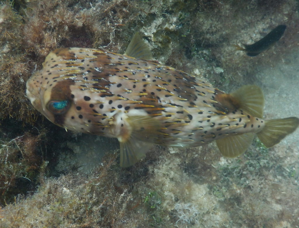 snorkeling spots