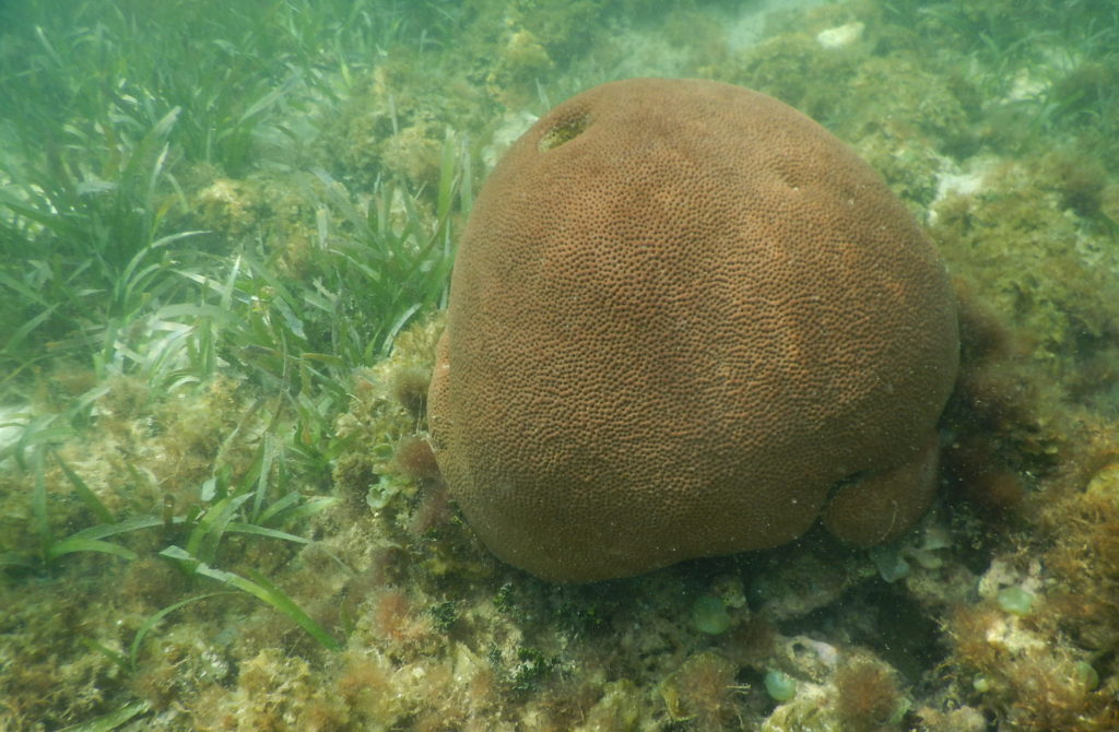 snorkeling ocean bottom