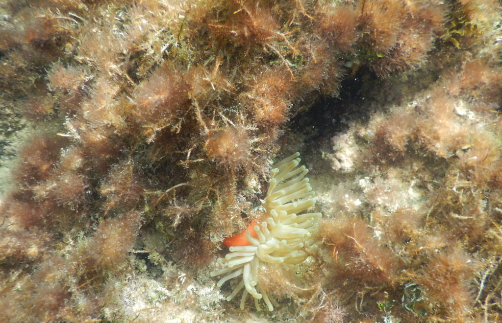 snorkeling caribbean