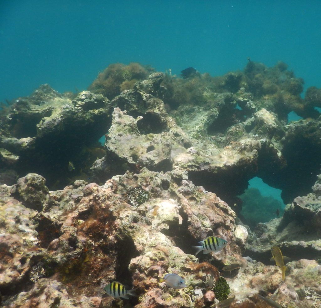 snorkel with fish