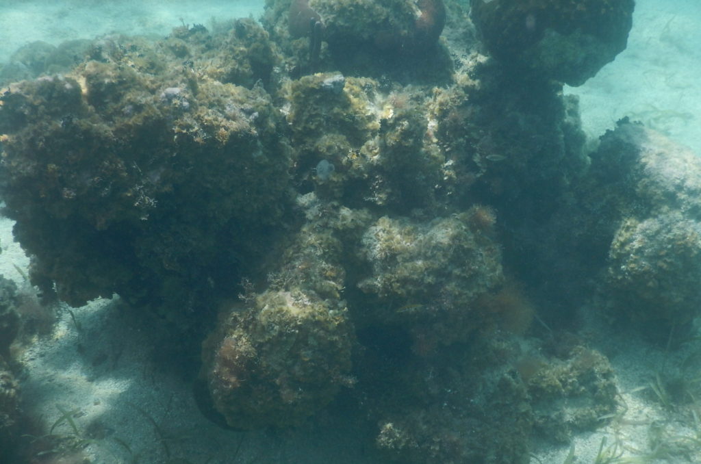 snorkeling caribbean