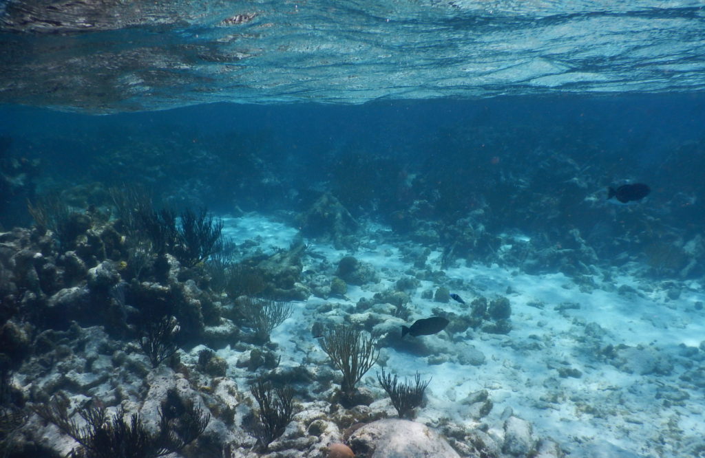 coral gardens grand cayman