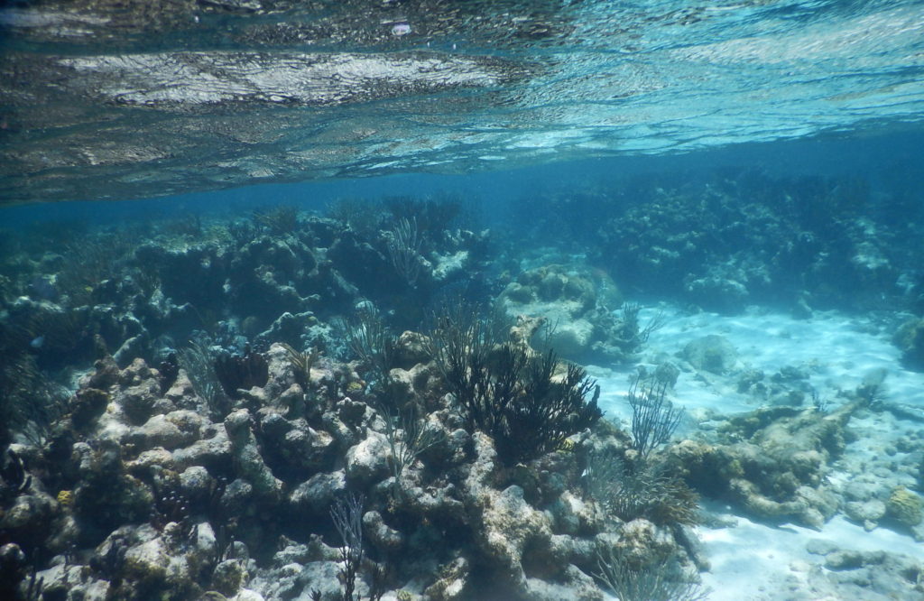 coral garden grand cayman