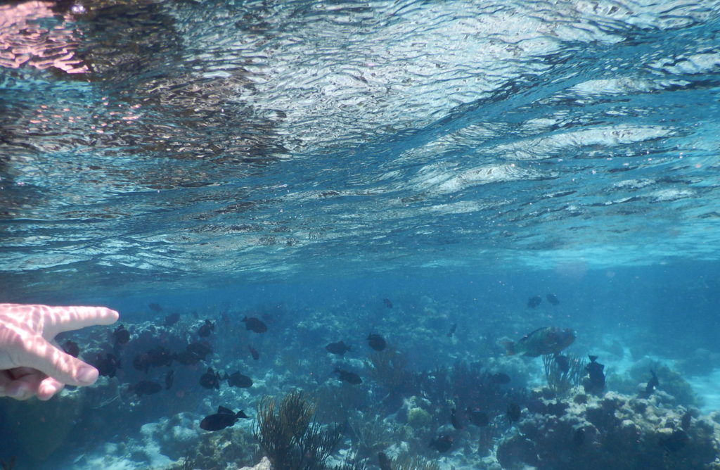 coral gardens grand cayman