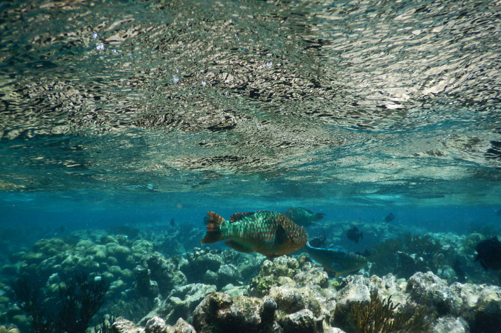 coral garden grand cayman