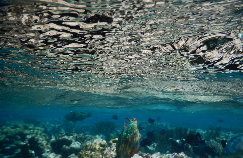 coral garden grand cayman