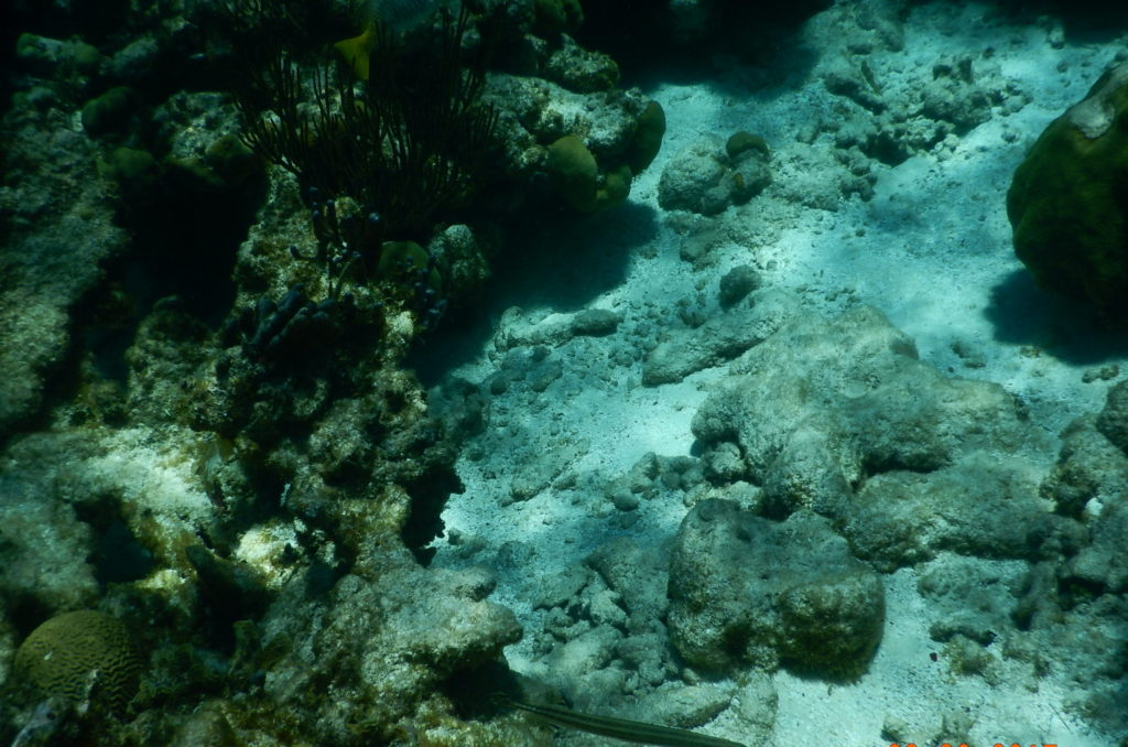 Snorkeling grand cayman