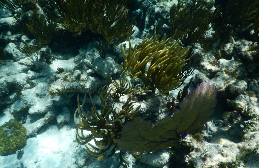 snorkeling caribbean