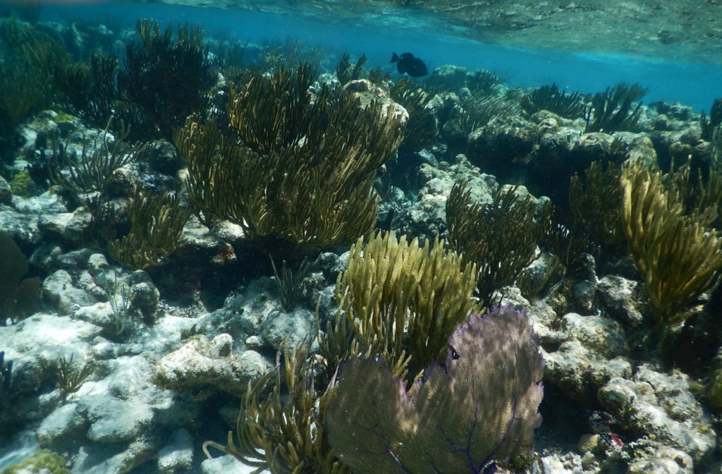 snorkeling caribbean