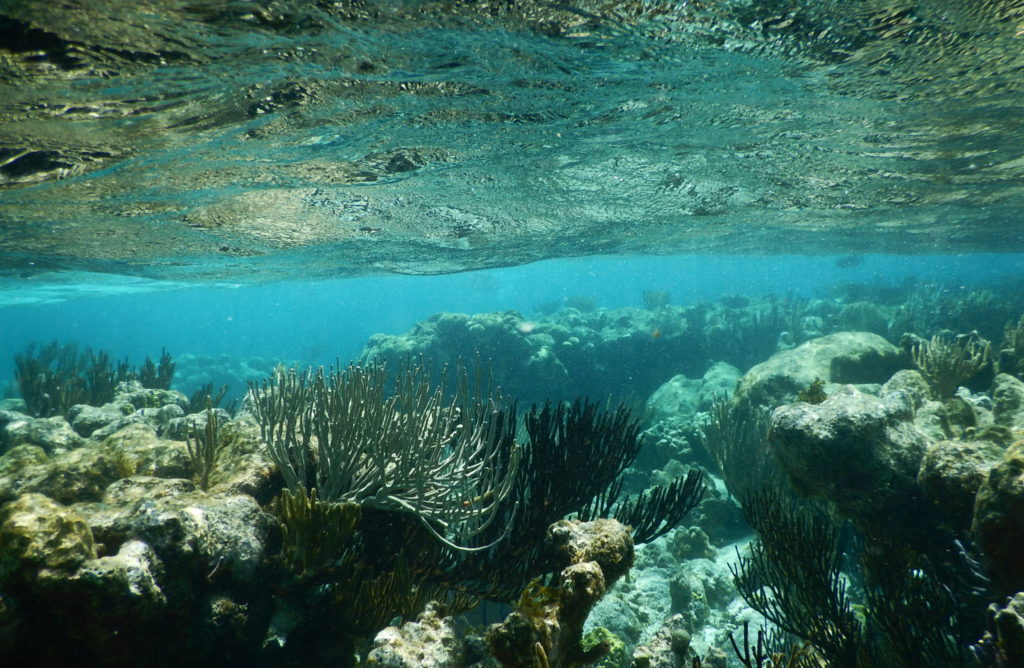 coral gardens grand cayman