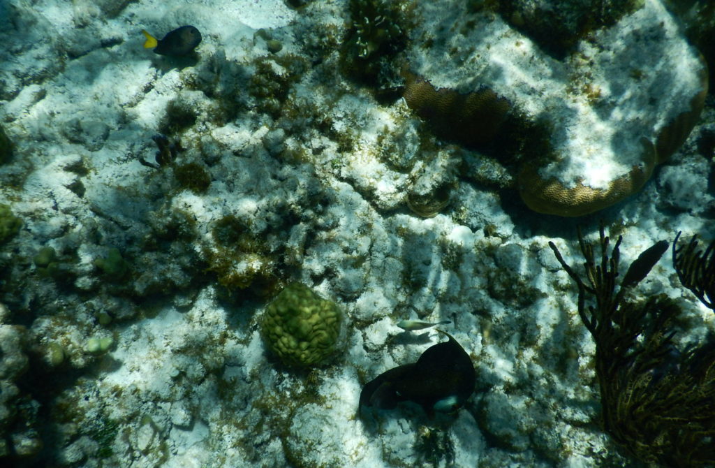 coral gardens grand cayman