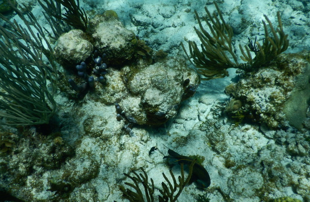 coral gardens grand cayman