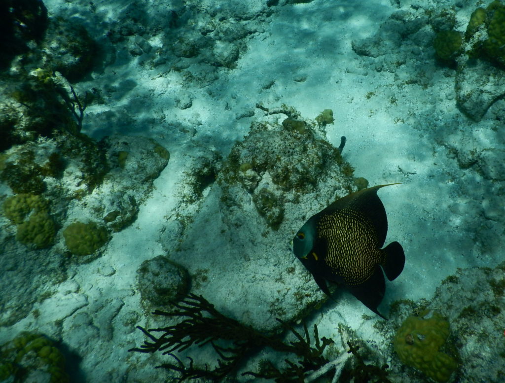 coral gardens grand cayman