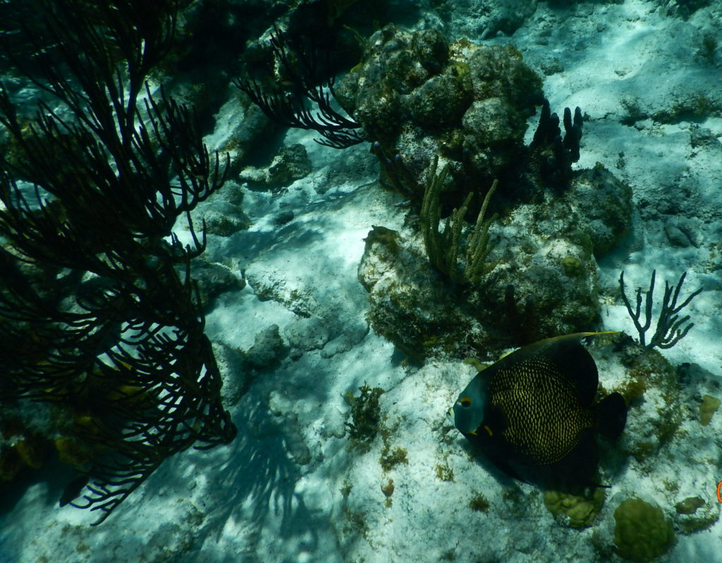 snorkeling caribbean