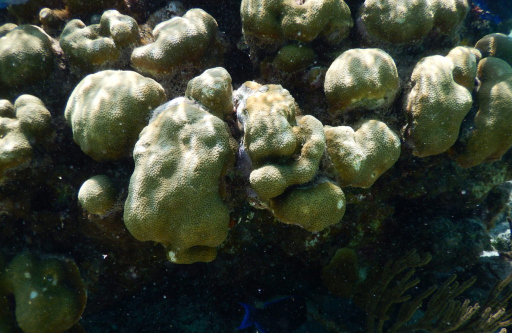 snorkeling caribbean