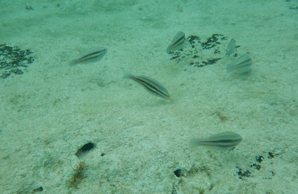 snorkeling