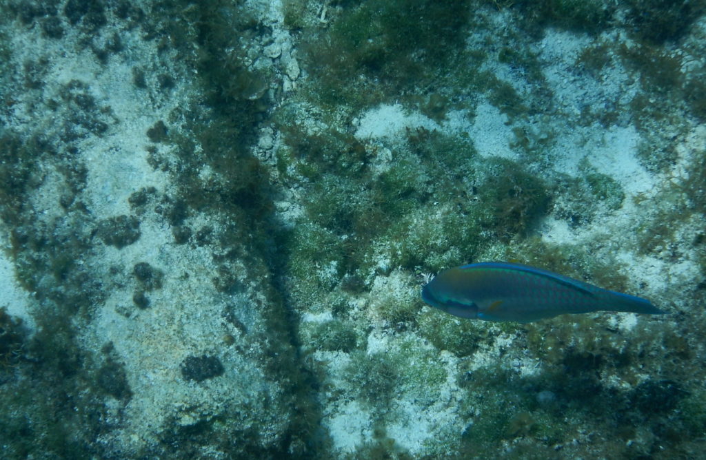 snorkeling