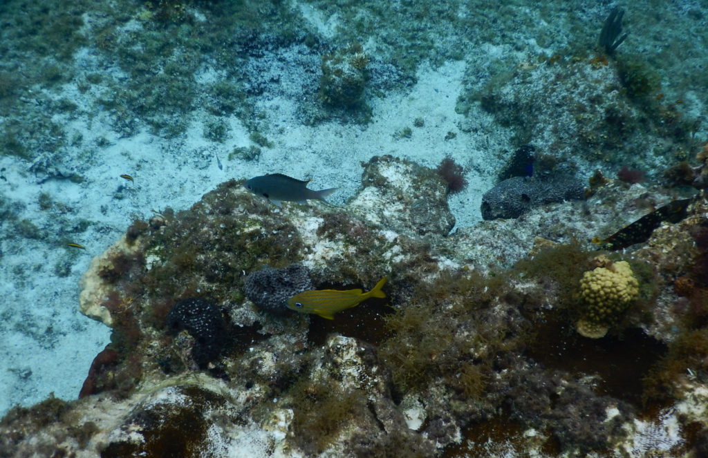 snorkeling caribbean