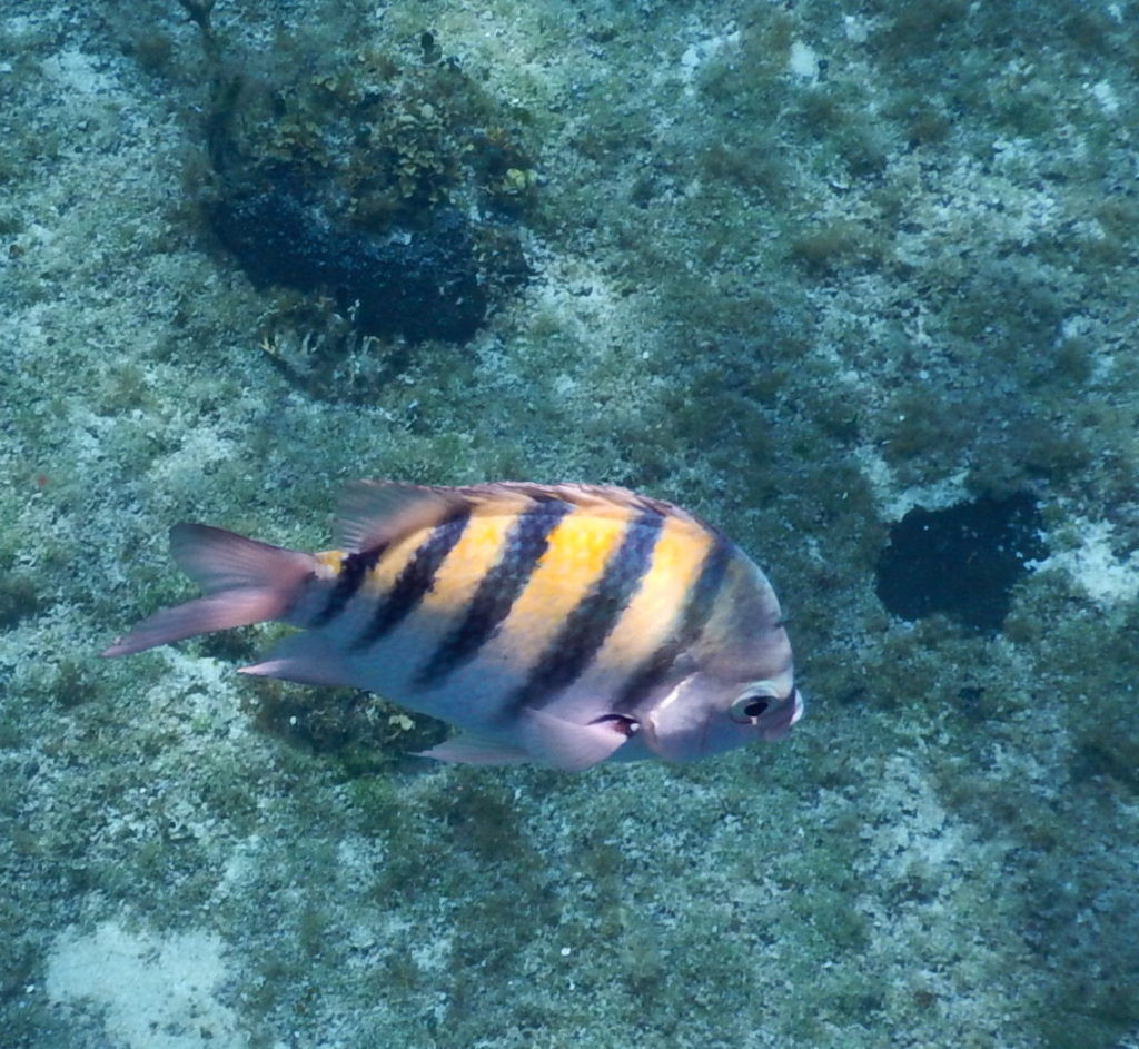 snorkeling