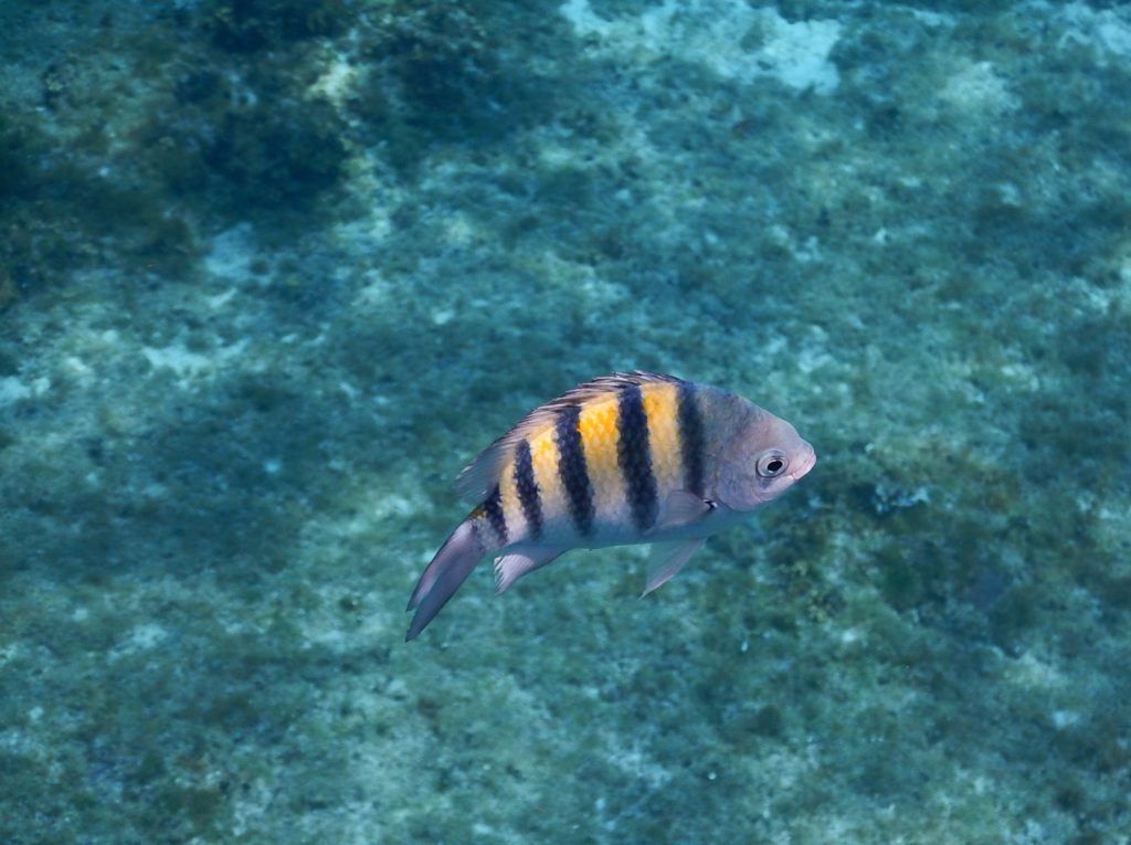 Cozuzmel, Mexico, FISH Snorkeling