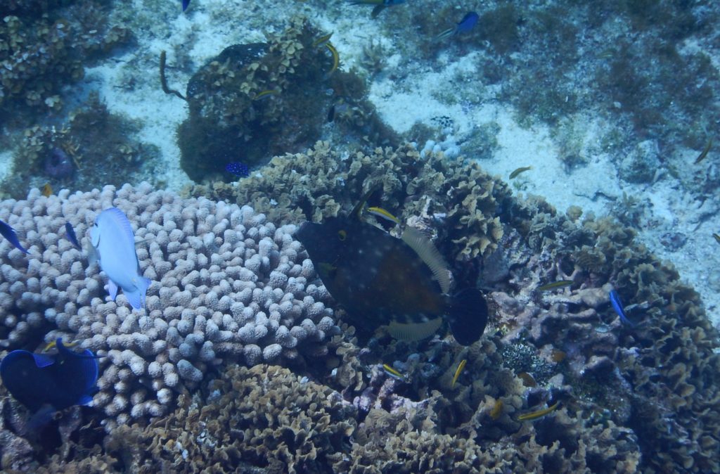 Beautiful coral, Cozumel Mexico