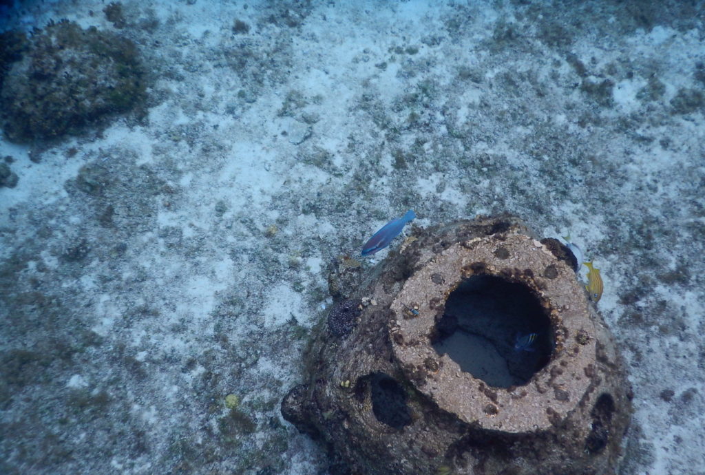 snorkeling cozumel fish house