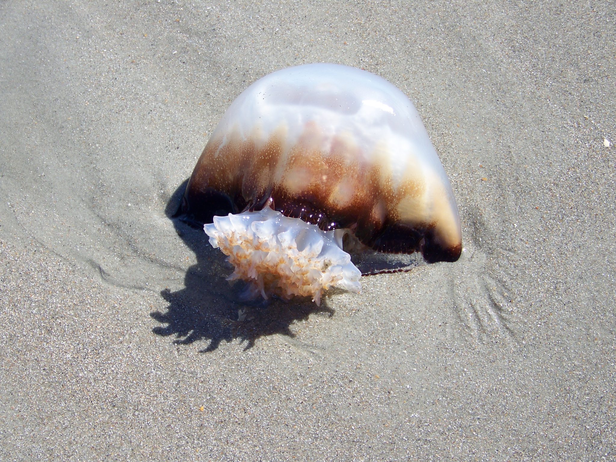 MYRTLE BEACH, SC ~ SHARK TEETH ADVENTURE - Inspirational Travel Adventures