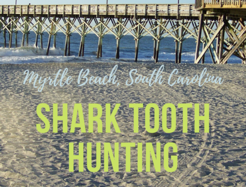 Myrtle Beach, SC Sharktooth Hunting