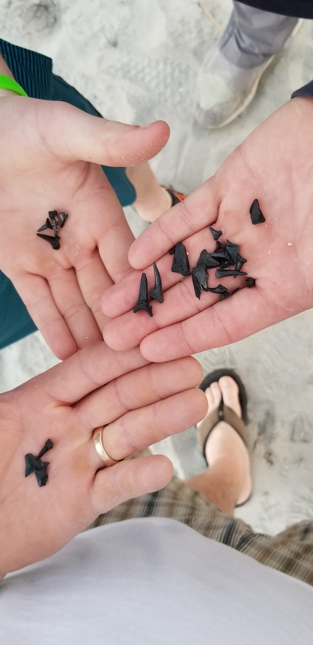 MYRTLE BEACH, SC SHARK TEETH ADVENTURE Inspirational Travel Adventures