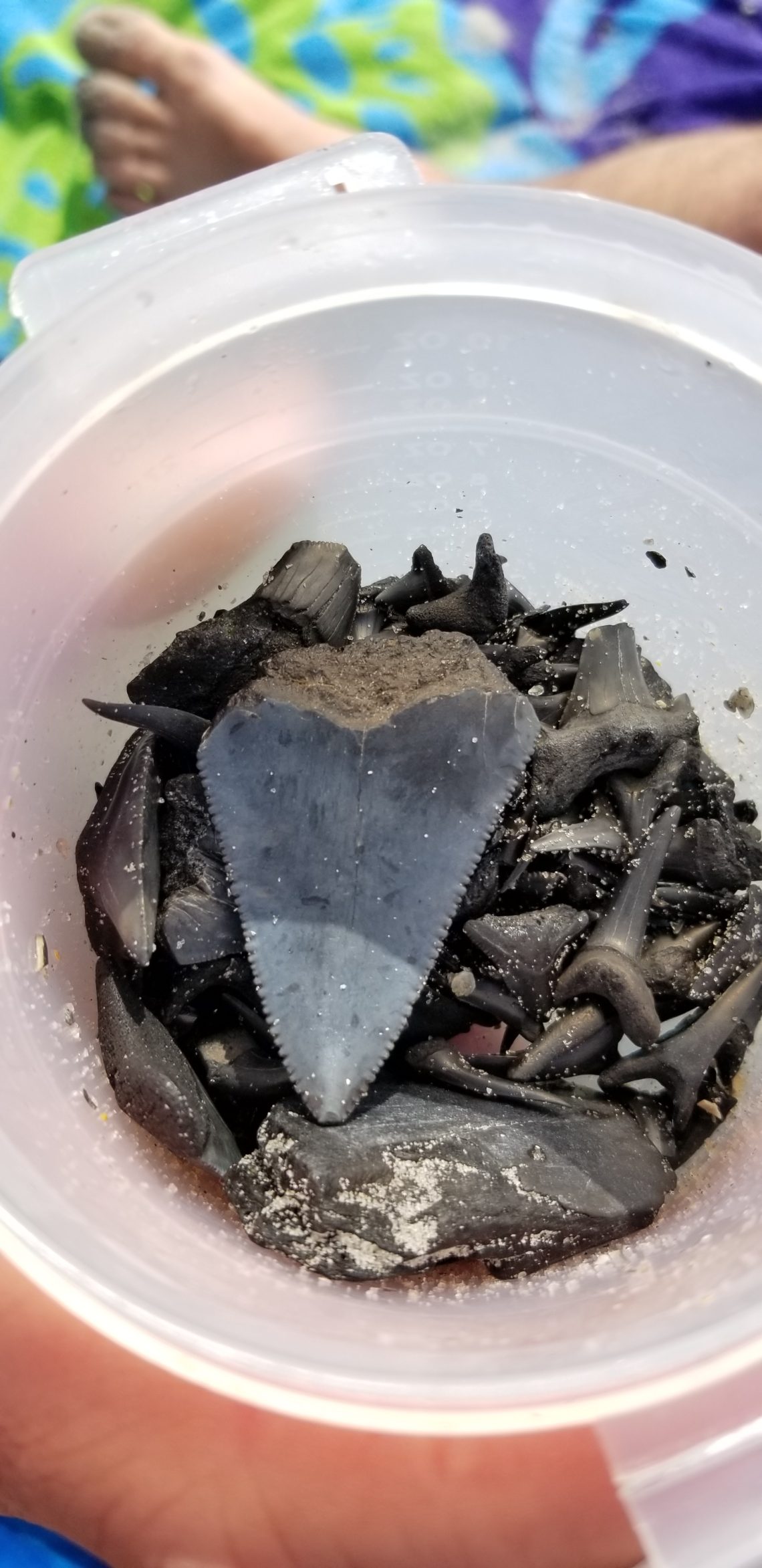 MyrtleBeachsharkteeth1 Inspirational Travel Adventures