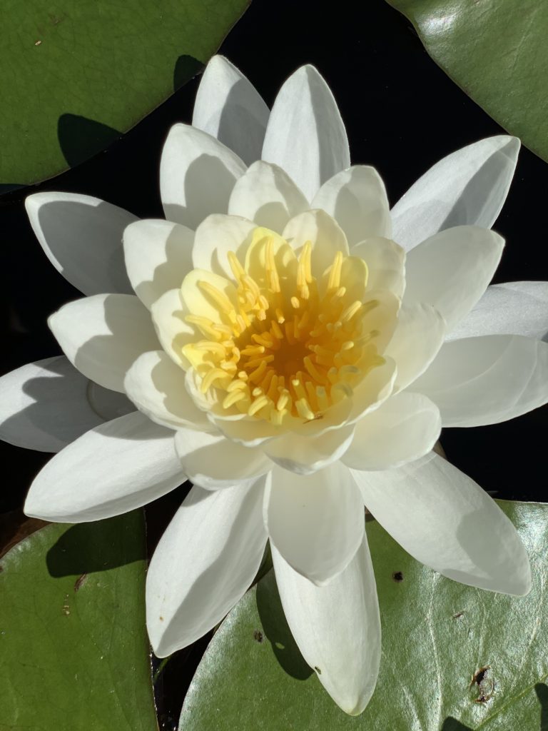 water lily living in fear