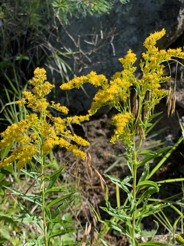 GOLDENROD seasonal allergy over fear