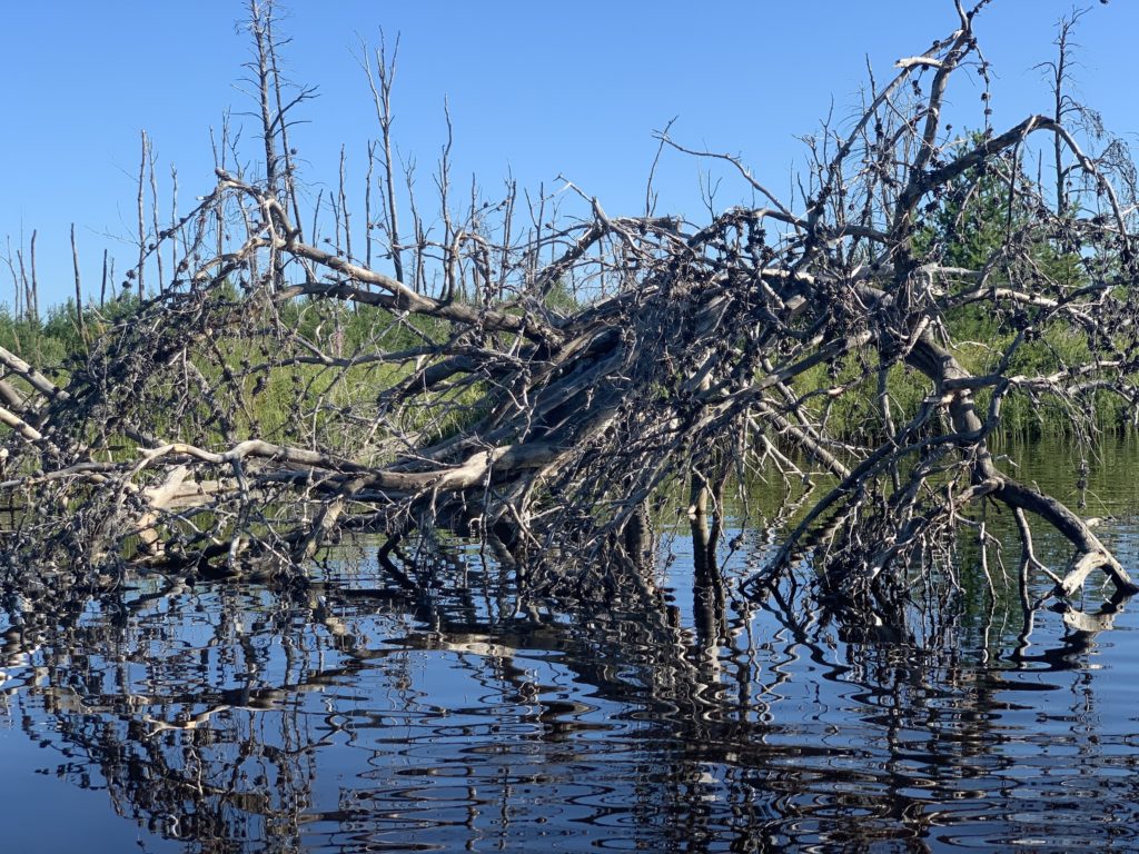 reflection tree over fear