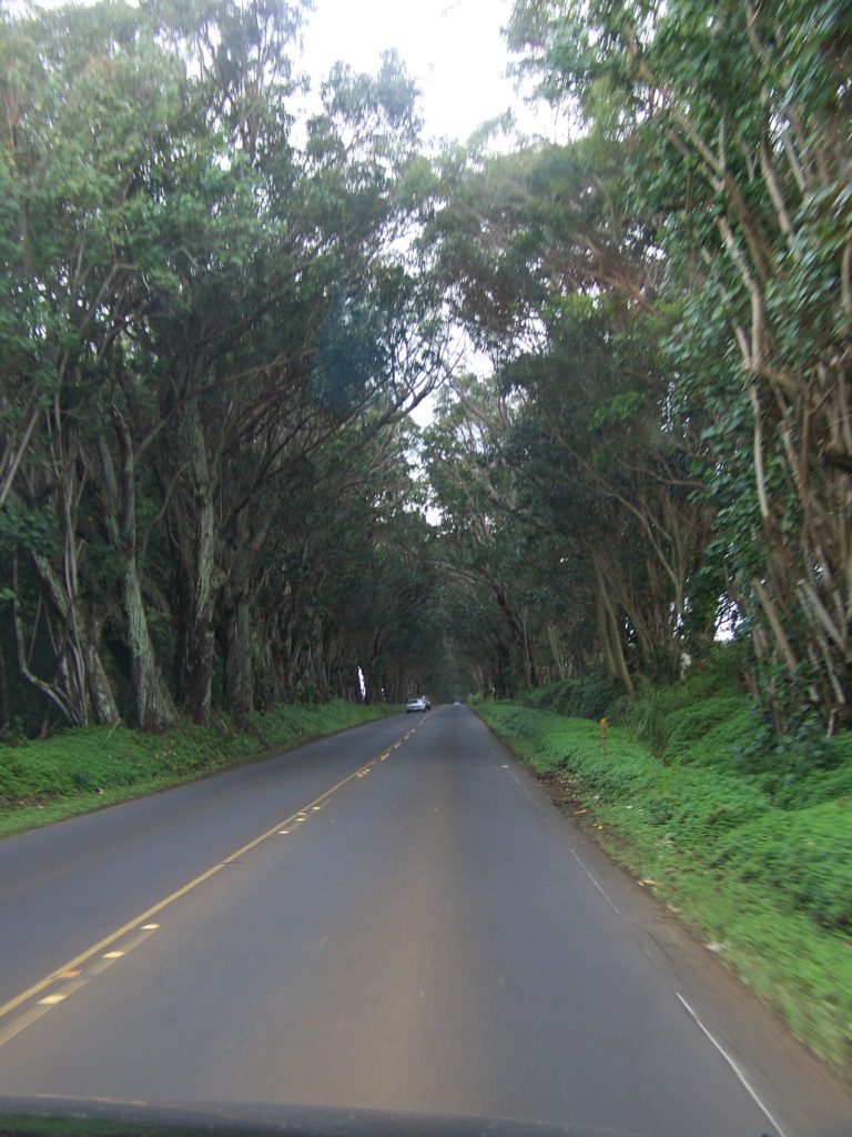 Tunnel of Trees