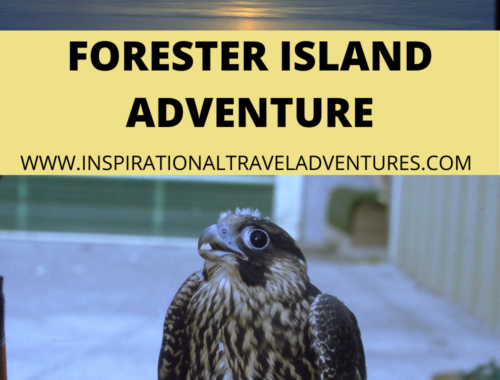 Forester Island Adventure