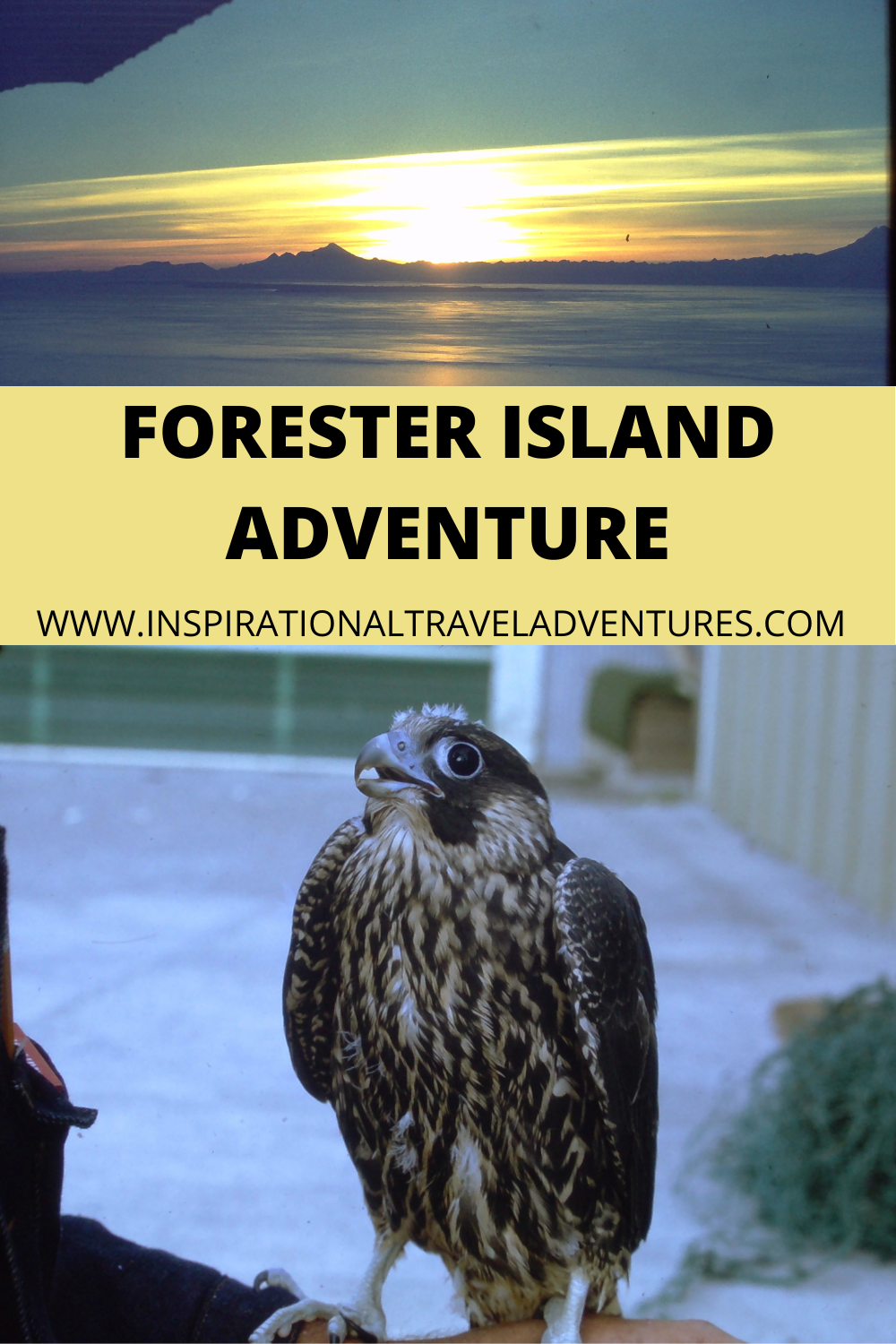 Forester Island Adventure