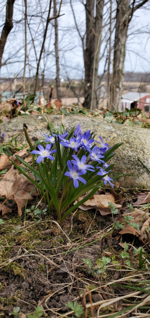 Spring Flowers