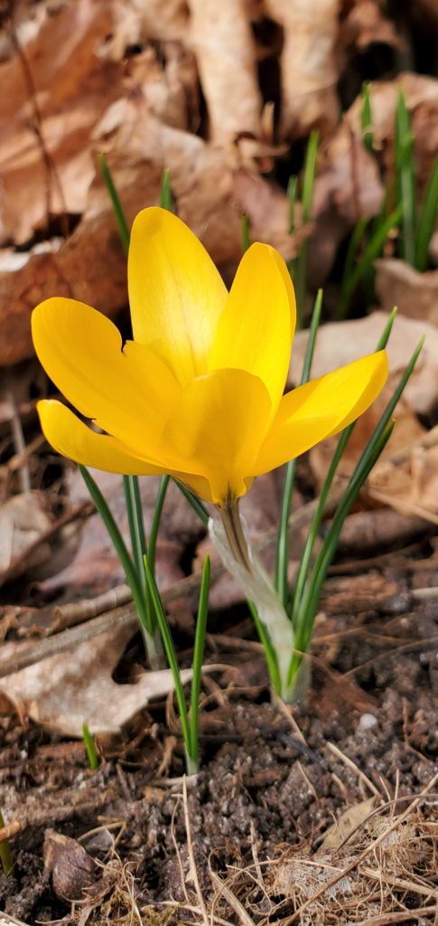 spring flowers