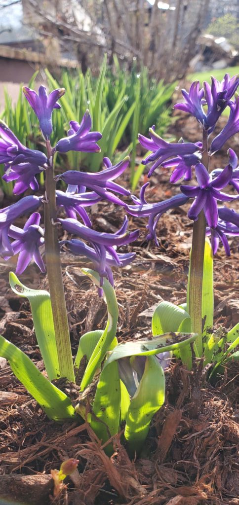 spring flowers