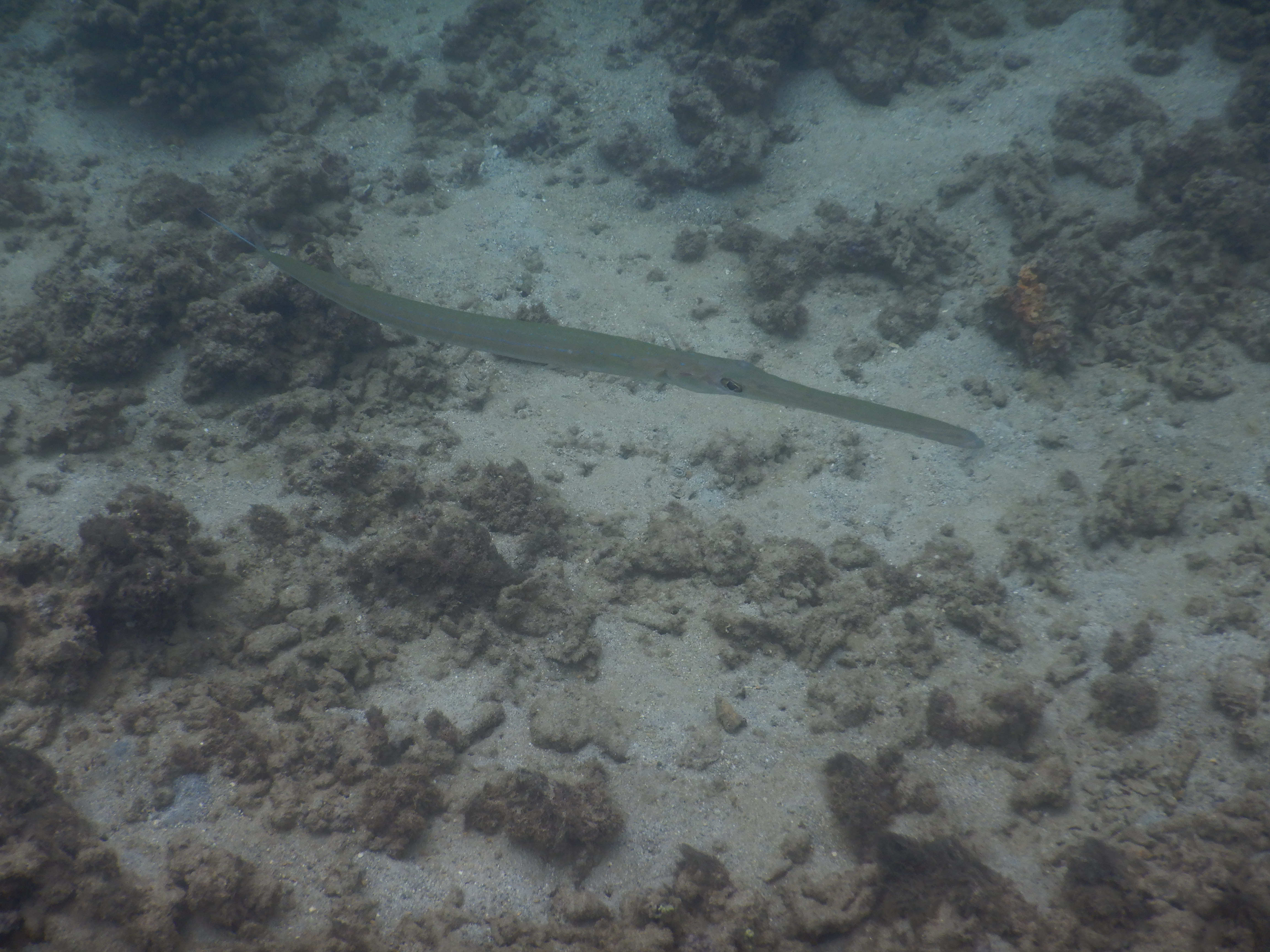 SNORKEL KAUAI HAWAII