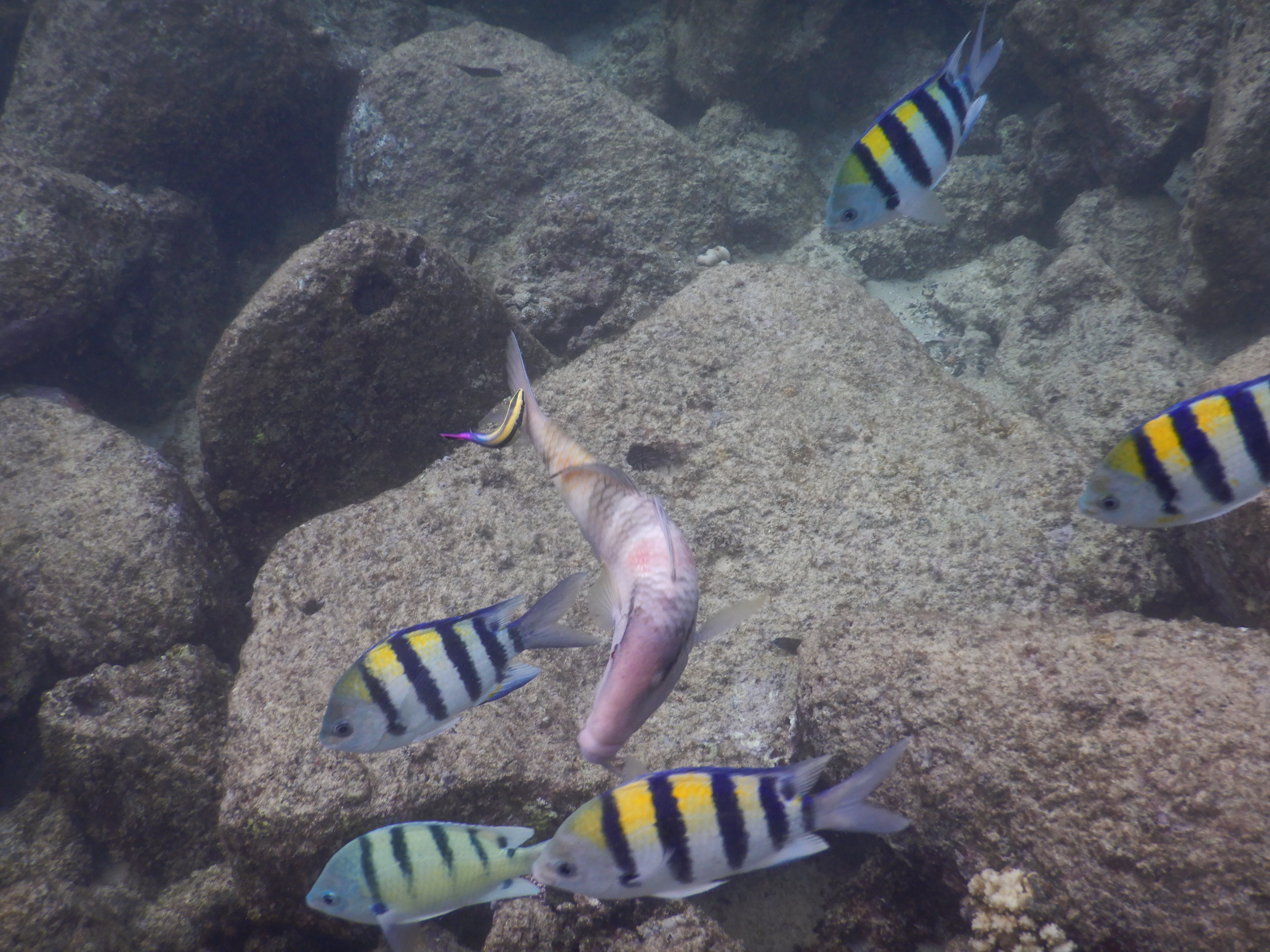 SNORKEL KAUAI HAWAII