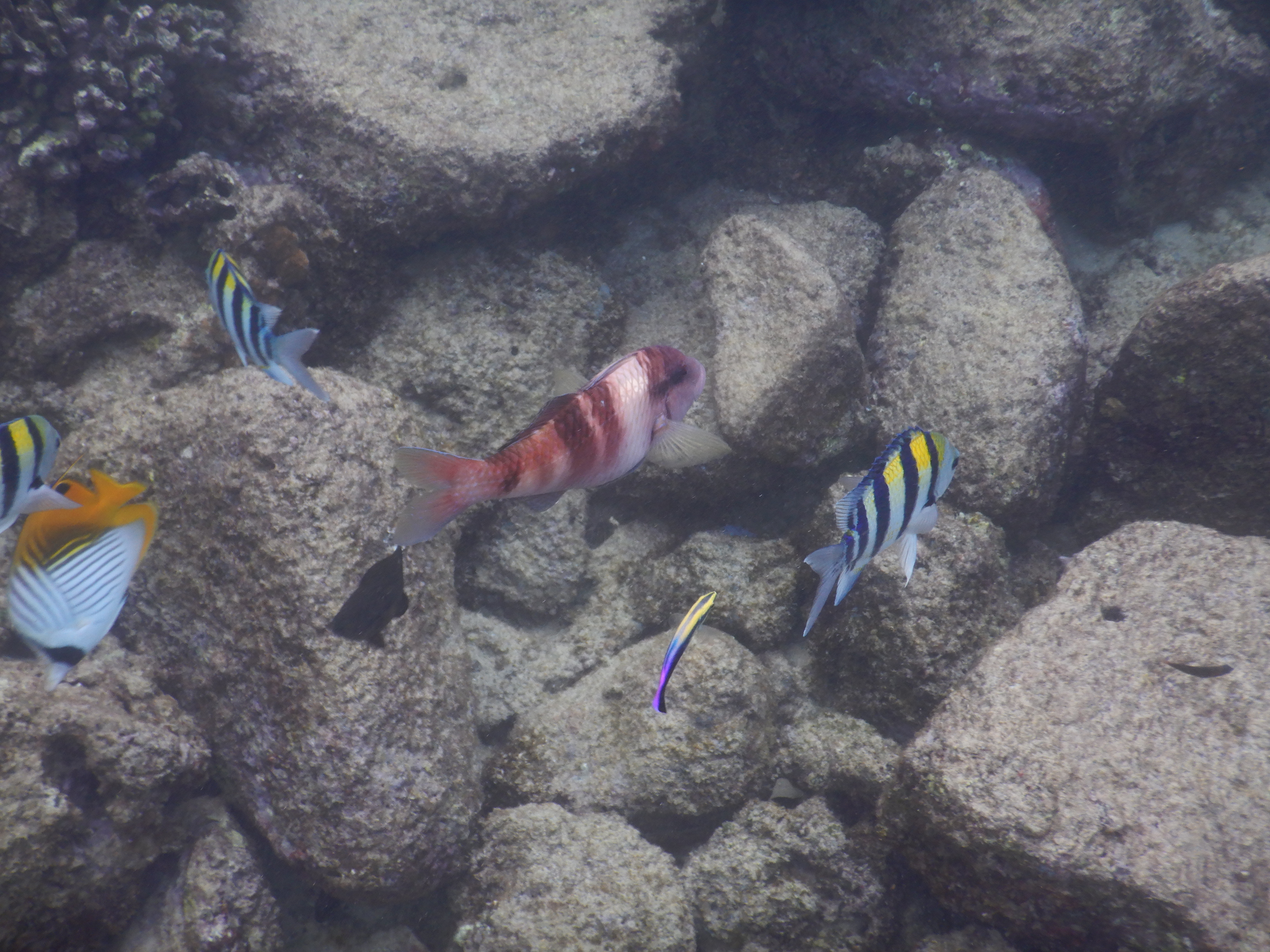 SNORKELING KAUAI HAWAII