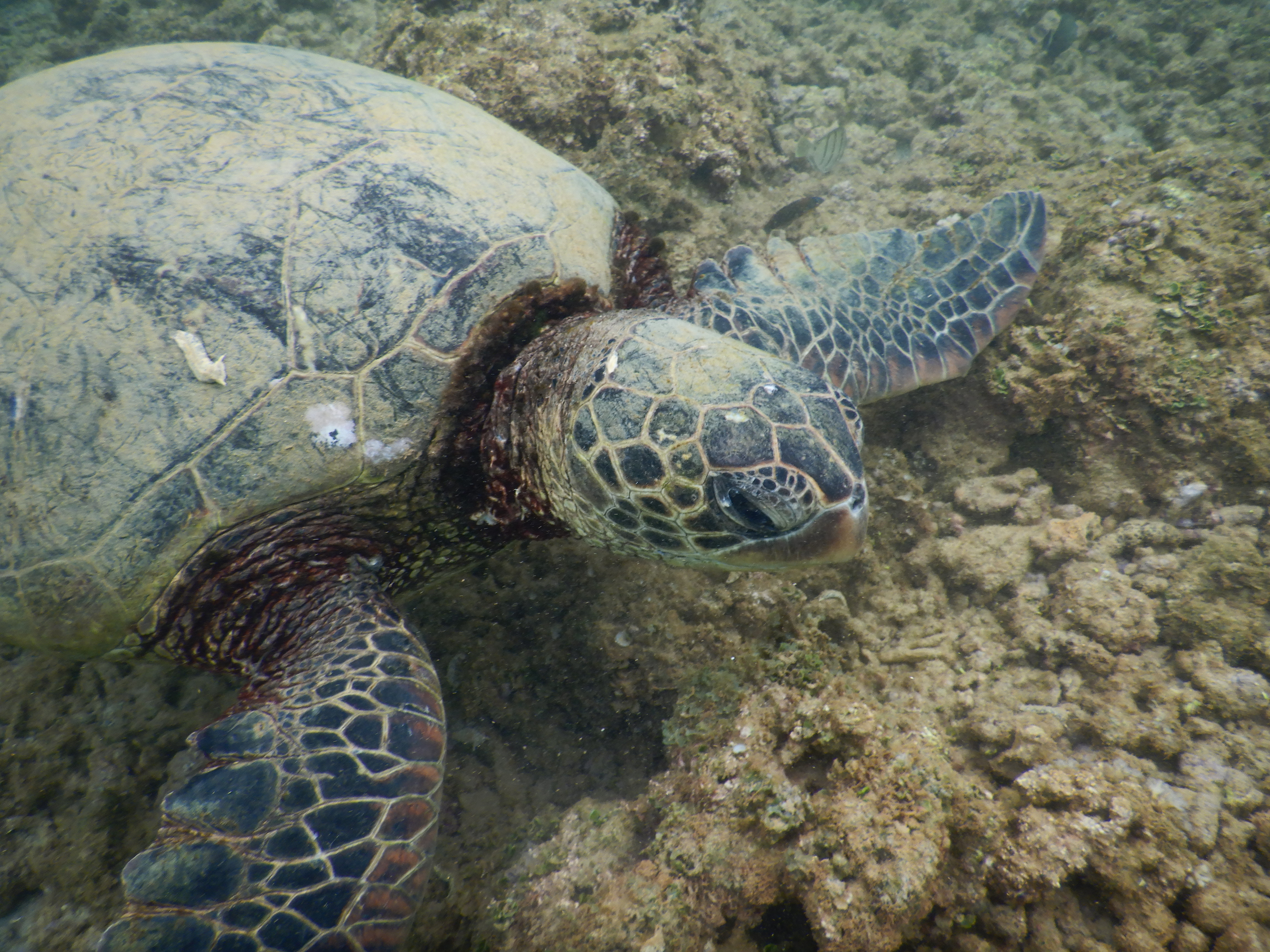 SNORKEL KAUAI HAWAII