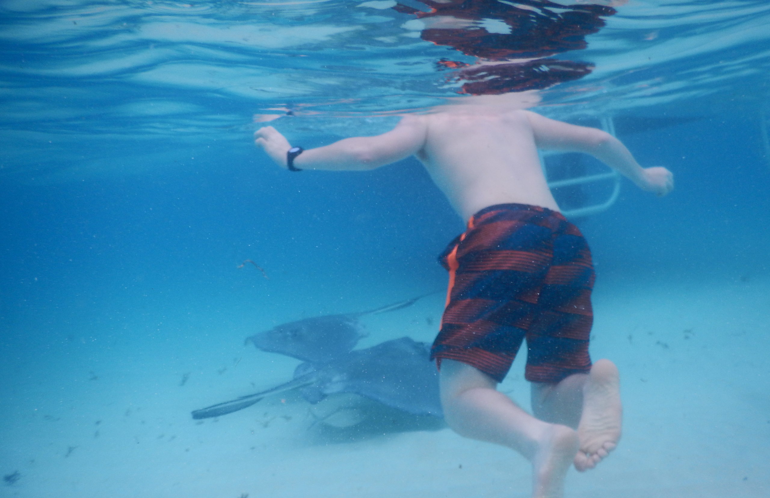 Grand Cayman Stingray City