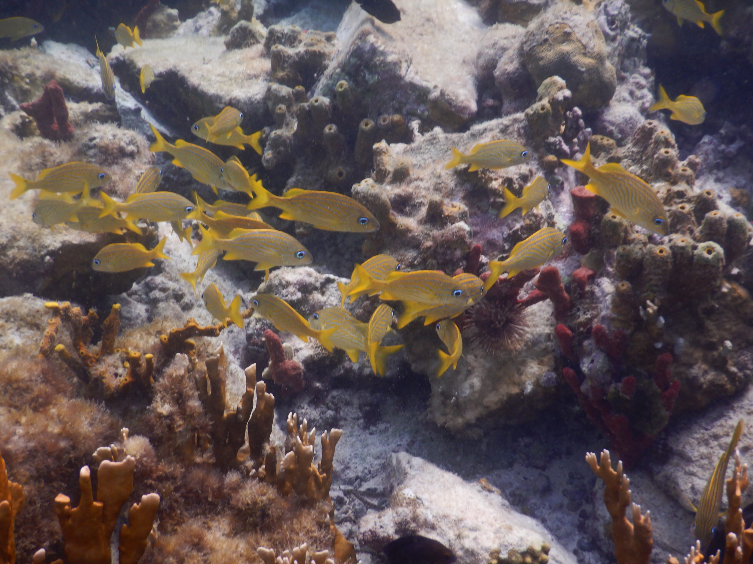 SNORKEL ST JOHN USVI