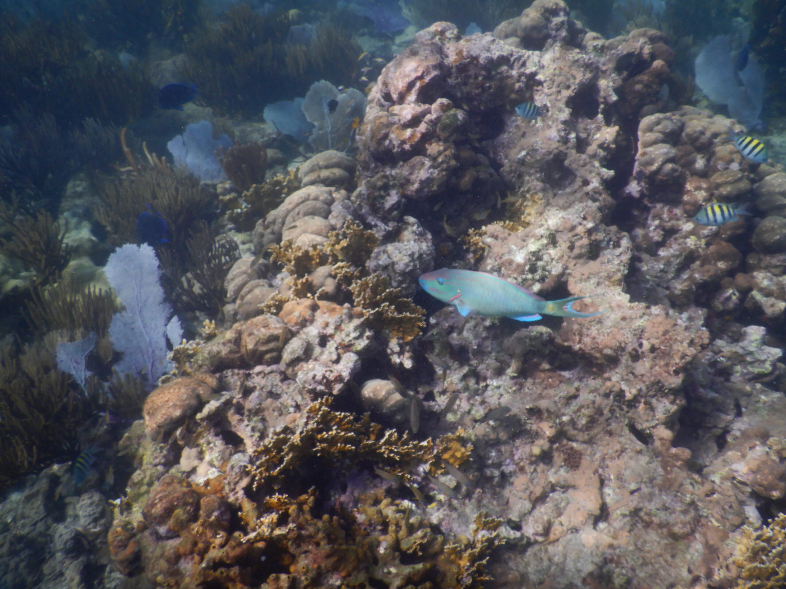 SNORKEL ST JOHN USVI