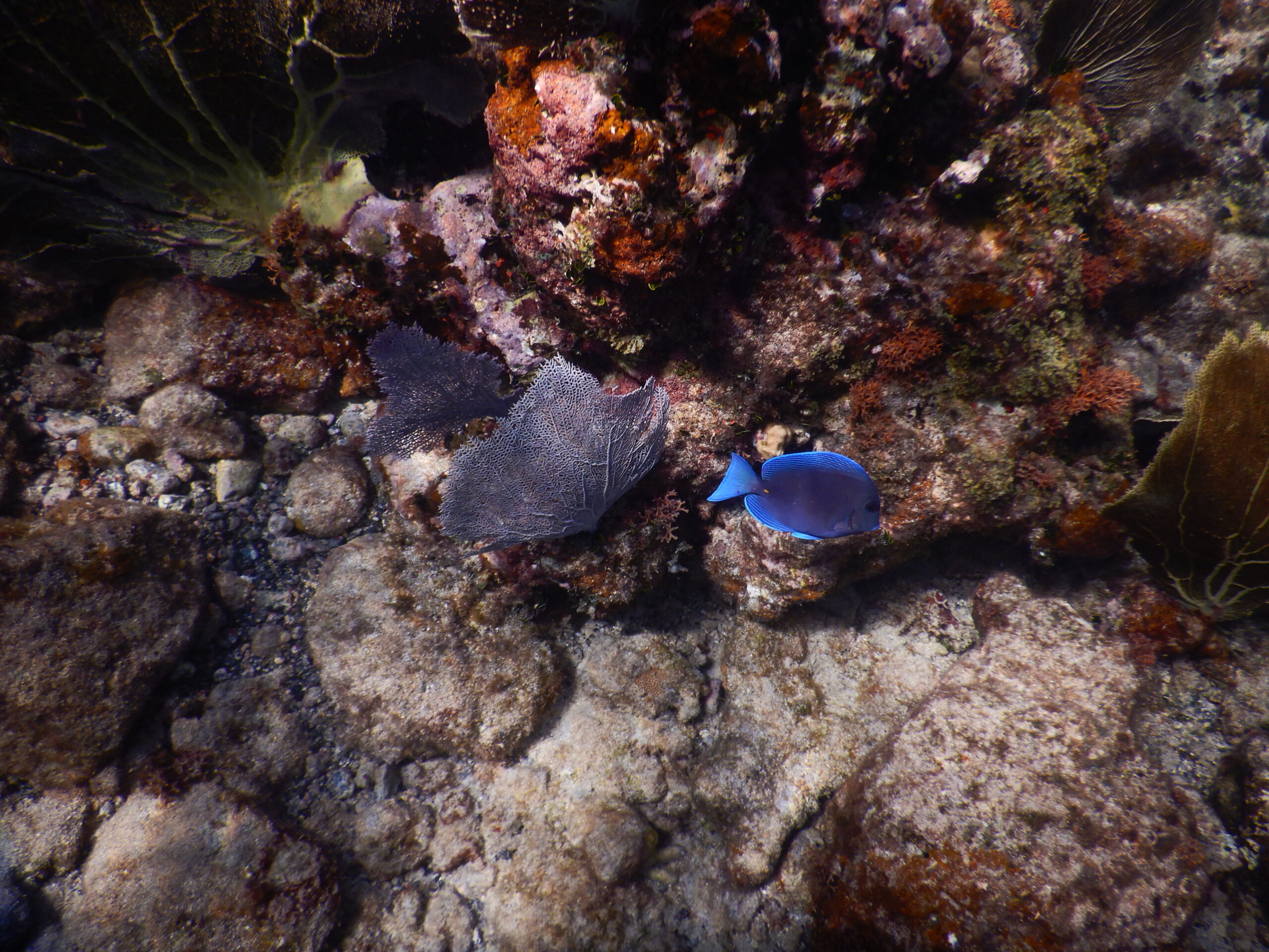 SNORKEL ST JOHN USVI