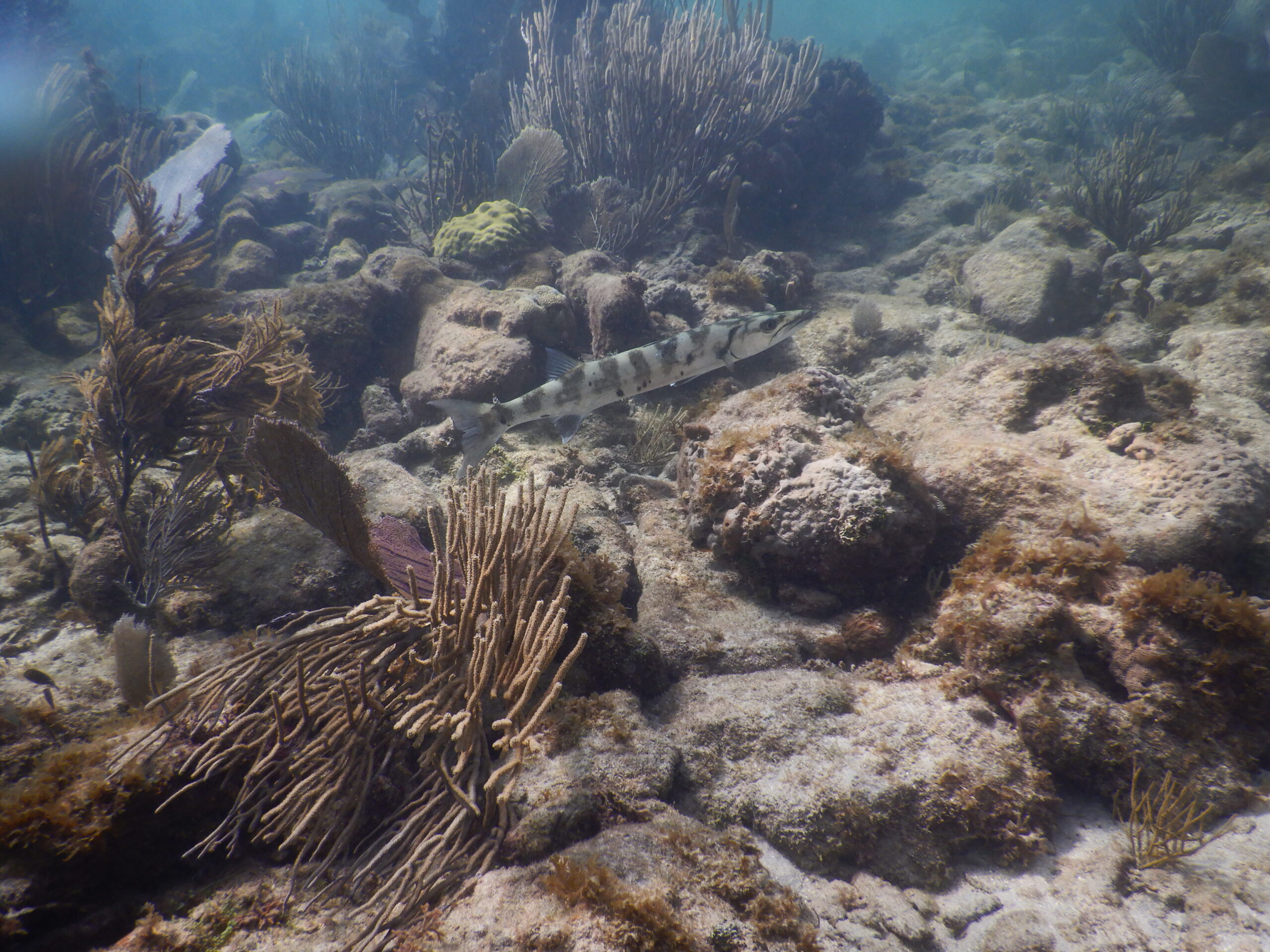 SNORKEL ST JOHN USVI