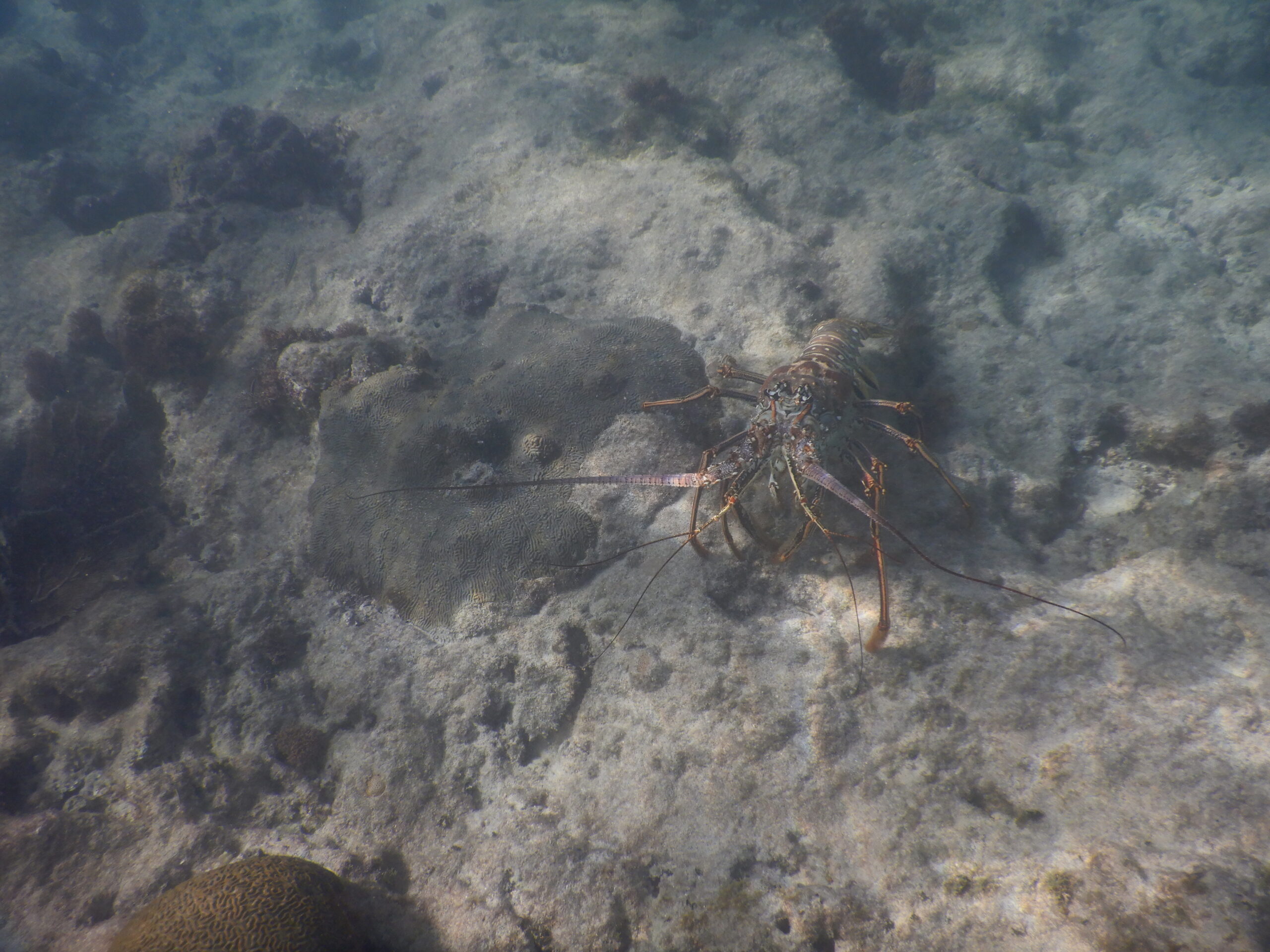 LOBSTER SNORKEL FORTSBERG ST JOHN USVI